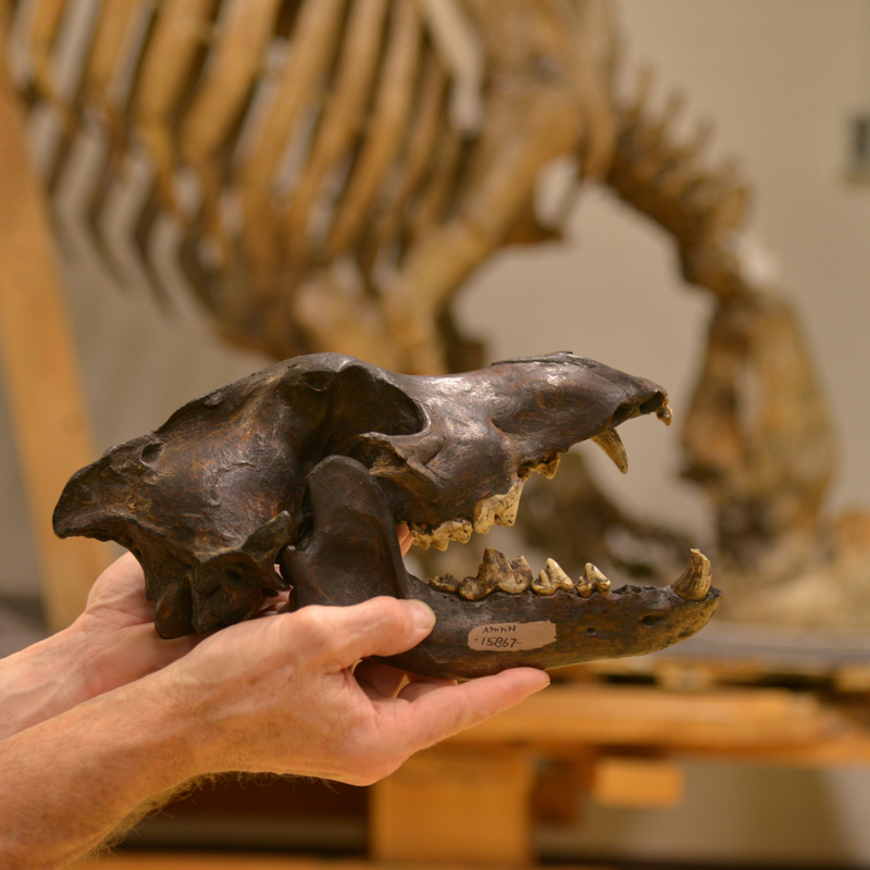 Illustration for article titled Celebrate National Dog Day with 30 Million Years of Dogs